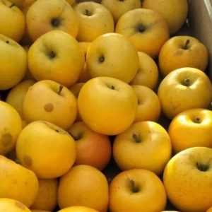 Pomme Lafayette au kilo